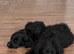 3 mini labradoodles left