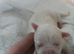 8 American bulldog pups left  ready to go soon
