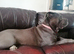 Cane corso female