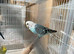 Budgies for sale