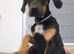 Dobbie my beautiful Dobermann