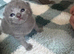 Beautiful British Shorthair Kittens