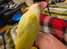 Handreared Tame conure 325 ono