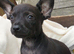 Chatterdale puppies
