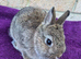 BABY NETHERLAND DWARF BUCKS
