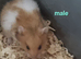 Syrian hamsters for sale