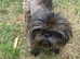 Stud only Small Imperial Blue Shih Tzu Stud KC Reg in Bristol