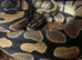 Royal Pythons