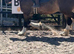 Buddy 16.2 8yo Dun Cob