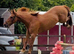 Gorgeous 16.1hh Anglian European Warmblood All-Rounder Mare