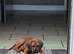 Rhodesian Ridgeback Girl