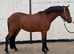 Connemara 4yr old unbroken gelding!