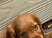 Cocker spaniel