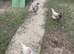 3 friendly chicken for sale