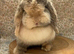 2 female mini lops