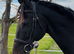 Black beauty / fantastic hacker ( has been seen to windsuck) controlled with a collar