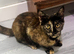 Maine coon cross girl