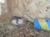 Chinese button quails