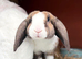 Gorgeous Mini Plush Lops
