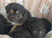 Beautiful mastiff cross pups