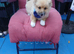 Cream pom house trained completely