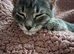 Female kitten looking for a secure forever home
