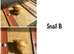 Baby giant African land snails (Lissachatina fulica)