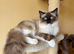 For Stud - Seal point mitted carrying Mink and Choc