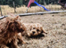 Cockapoo puppies
