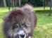 Pomeranian puppy