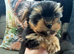Tiny Toy Yorkshire Terrier Puppies (Yorkie)