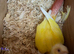 Conures breeder pair