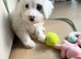 Sweet Unique Cockapoo Puppy Seeking Loving Forever Home