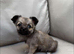 6 Beautiful 3/4 chihuahua 1/4 pomeranian puppies