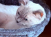 Female tica and gccf un neutured ragdoll