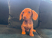 Dachshund puppies