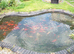 goldfish