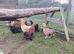 Pekin Bantams for sale