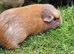 3 female guinea pigs for sale
