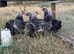 Silver Wyndotte large fowl pair