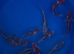 Japanese tosai koi