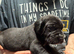 Great Dane X Mastiff Daniff Girls.
