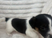 Jack Russel puppy&rsquo;s for sale