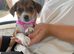 Jackawawa puppies. beautiful.