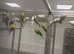 Stunning Various Baby Budgies
