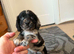 Cocker spaniel puppy's