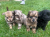 Adorable Doxiepoo x Pomeranian Puppies