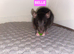 Beautiful mixed gender baby rats