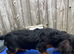 Miniature dachshund girl for sale