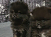 FULLY VACCINATED. Champion bloodlines. kc registered Pomeranian puppies